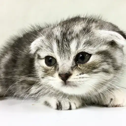 スコティッシュフォールド