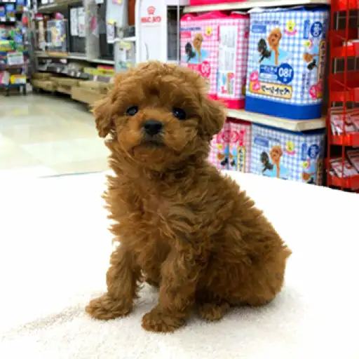 トイ・プードル