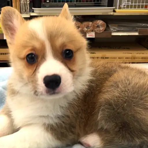 ウェルシュコーギーペンブローク