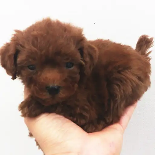 トイ・プードル