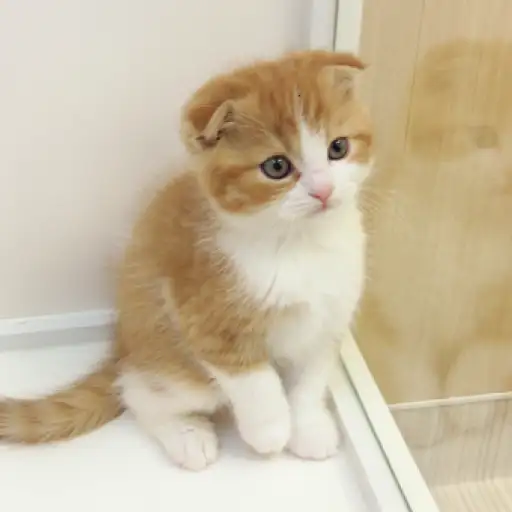 スコティッシュフォールド