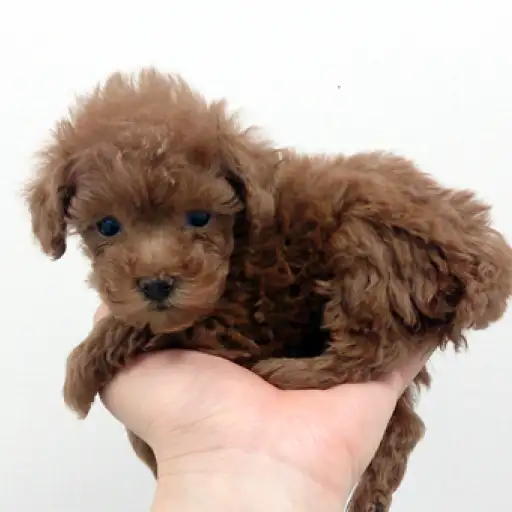 トイ・プードル