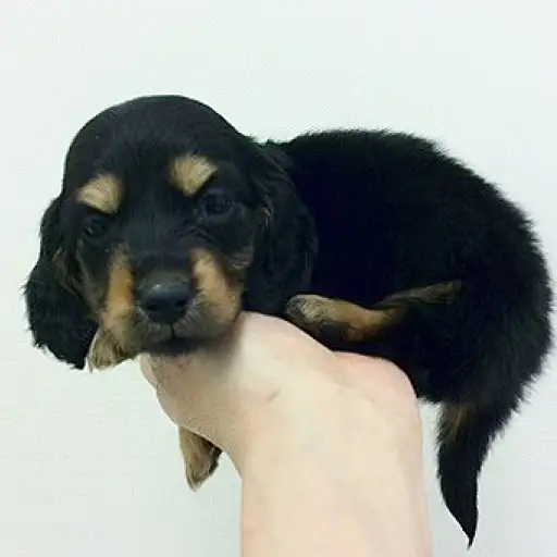 カニンヘン・ダックスフント