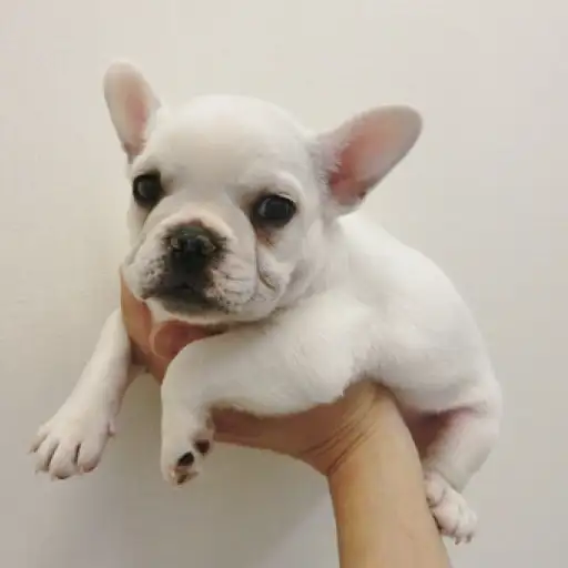 フレンチブルドッグ