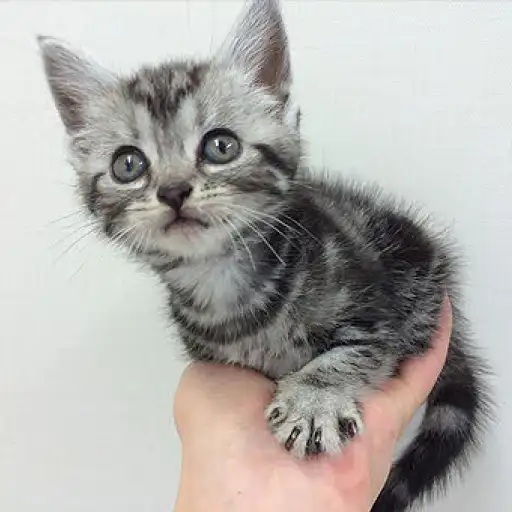 アメリカンショートヘア