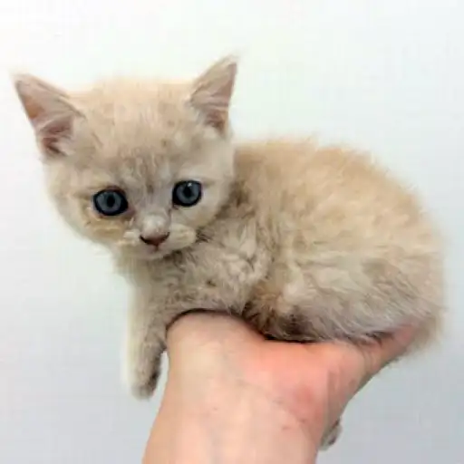 ブリティッシュショートヘア