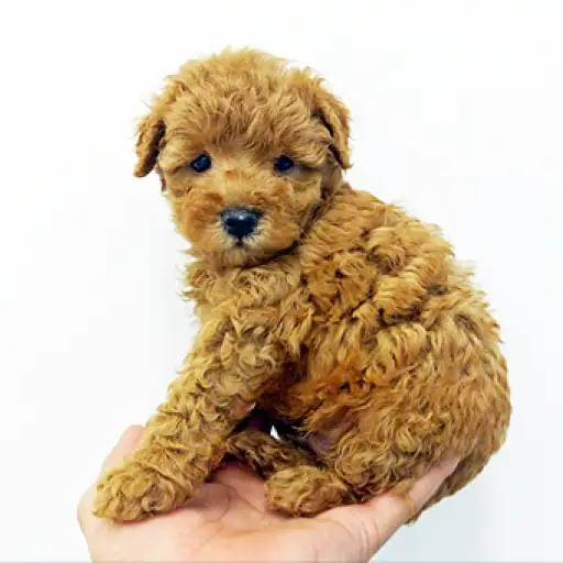 トイ・プードル