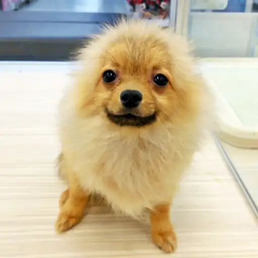 ポメラニアン