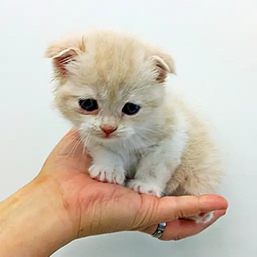 スコティッシュフォールド