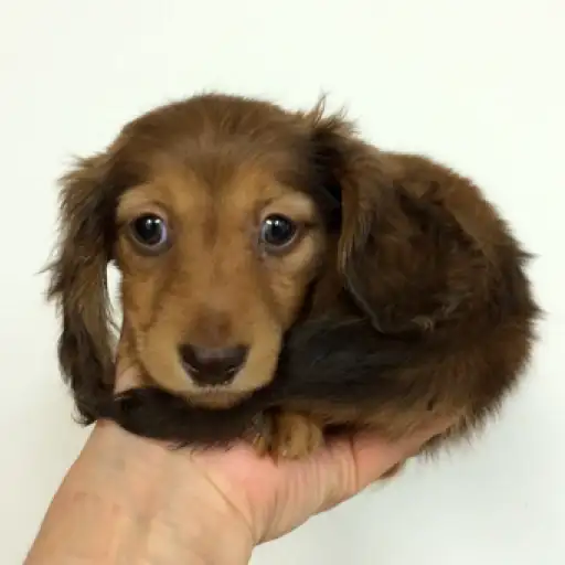 ミニチュア・ダックスフント