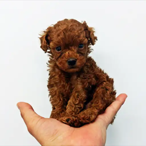 トイ・プードル