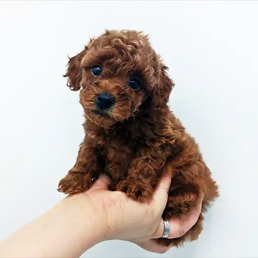 トイ・プードル