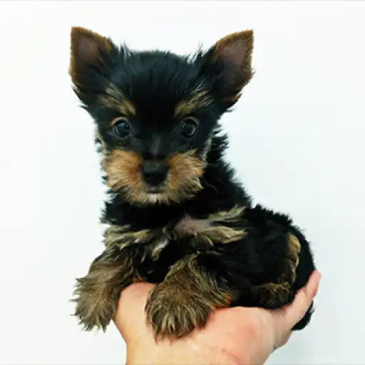 ヨークシャーテリア