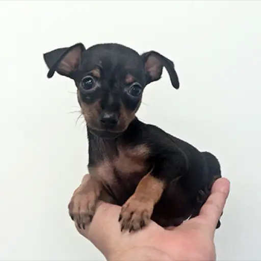 ミニチュア・ピンシャー