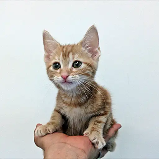 アメリカンショートヘア