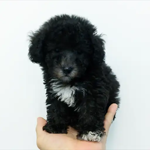 トイ・プードル