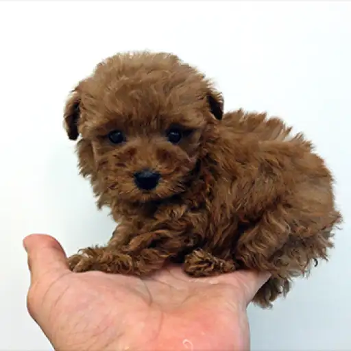 トイ・プードル