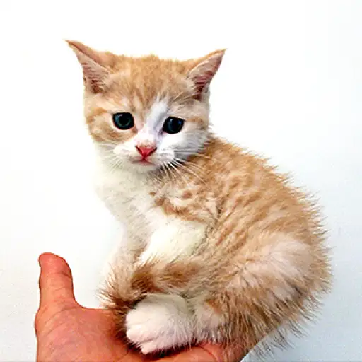 ブリティッシュショートヘア