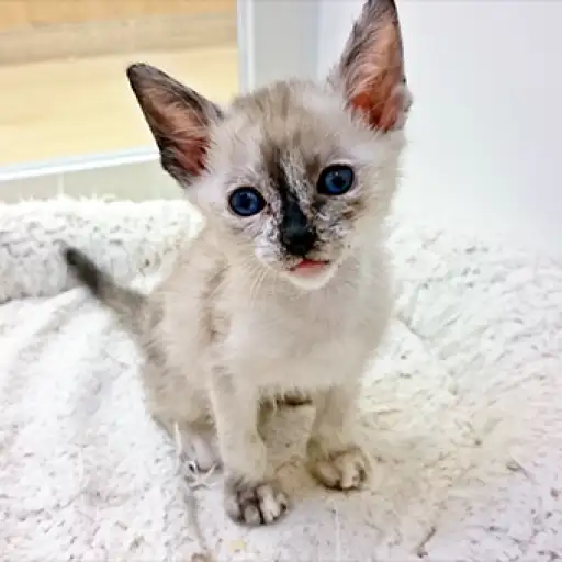 オリエンタルズ