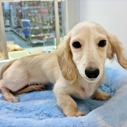 ミニチュア・ダックスフント