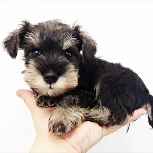 ミニチュア・シュナウザー