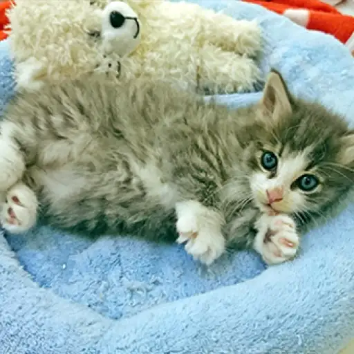 ノルウェージャンフォレストキャット