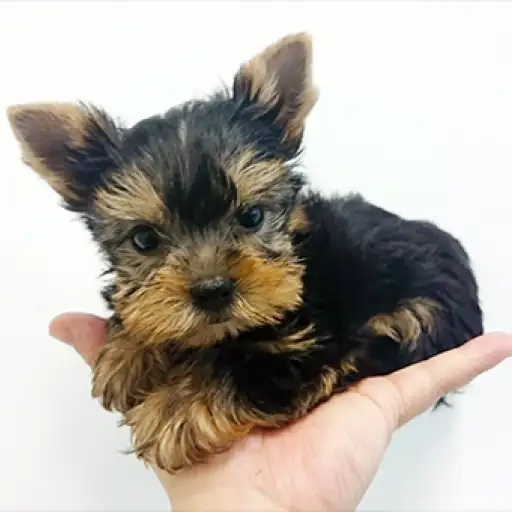 ヨークシャーテリア