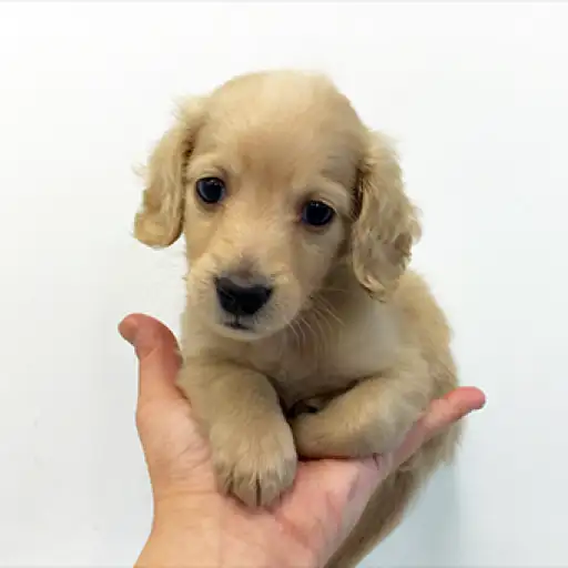 ミニチュア・ダックスフント