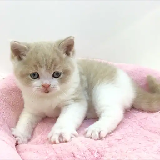 ブリティッシュショートヘア