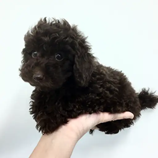 トイ・プードル