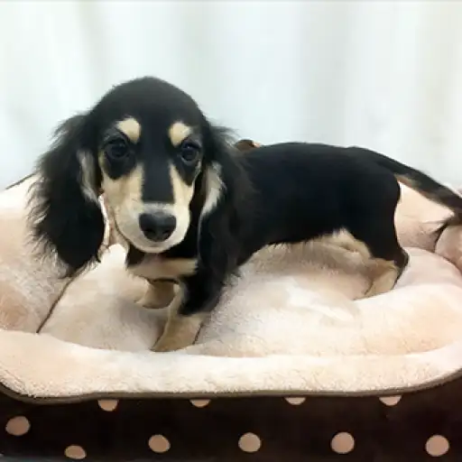 カニンヘン・ダックスフント