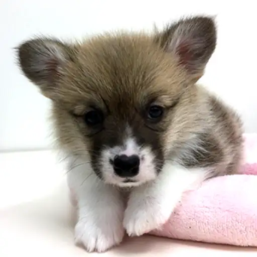 ウェルシュコーギーペンブローク