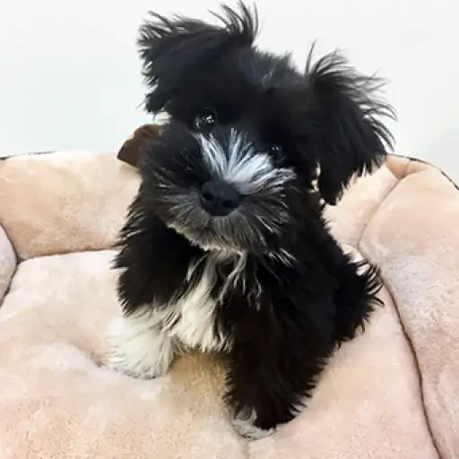 ミニチュア・シュナウザー