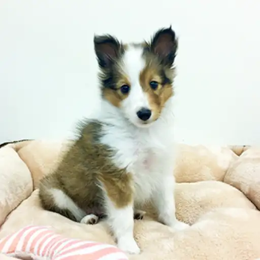 シェットランドシープドッグ