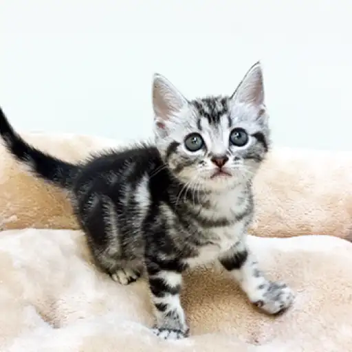 アメリカンショートヘア