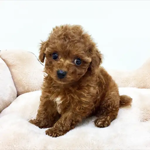 トイ・プードル