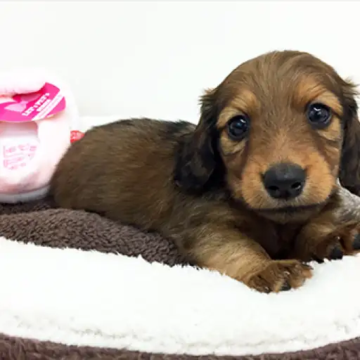 カニンヘン・ダックスフント