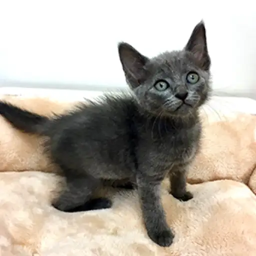 ロシアンブルー