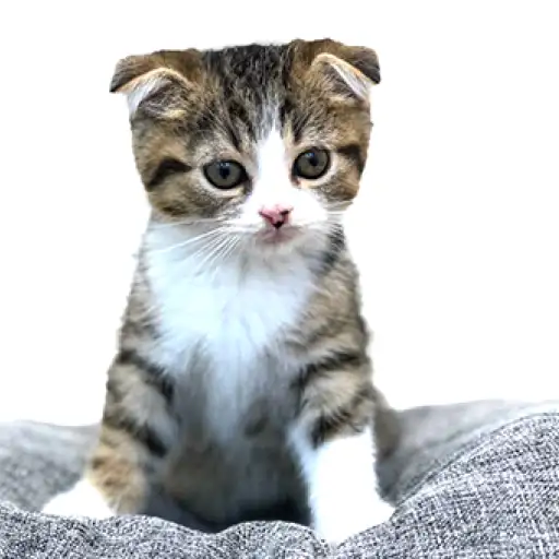 スコティッシュフォールド