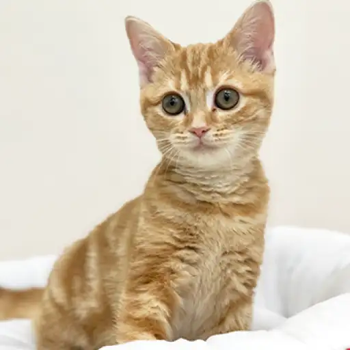 アメリカンショートヘア