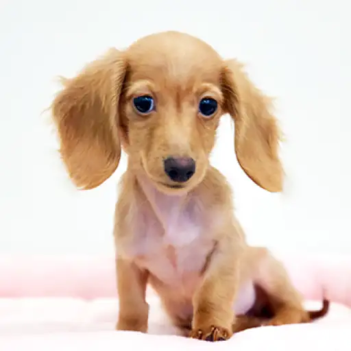 カニンヘン・ダックスフント