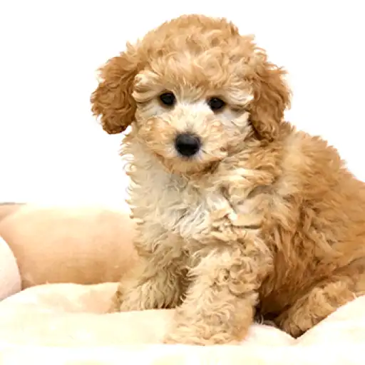 ミディアム・プードル