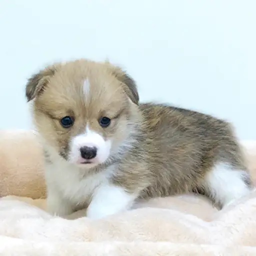 ウェルシュコーギーペンブローク