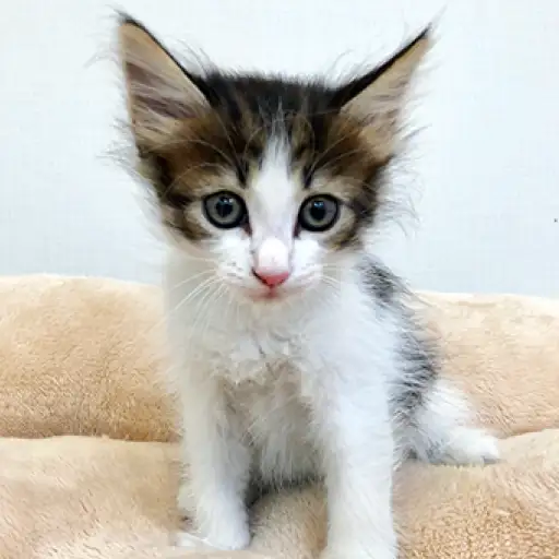 ノルウェージャンフォレストキャット