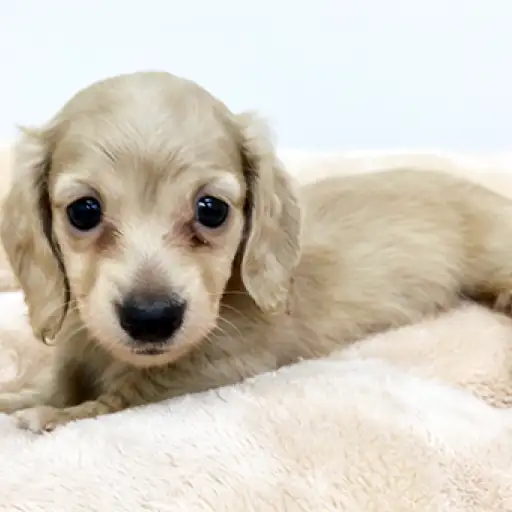 ミニチュア・ダックスフント