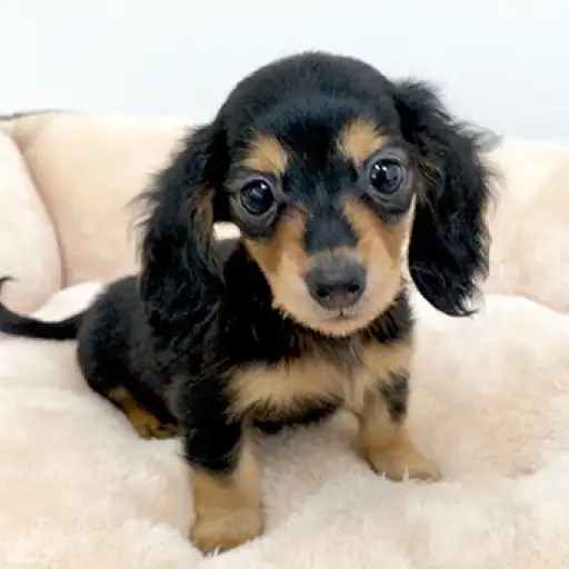 カニンヘン・ダックスフント