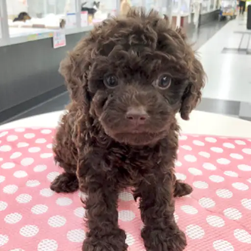 トイ・プードル