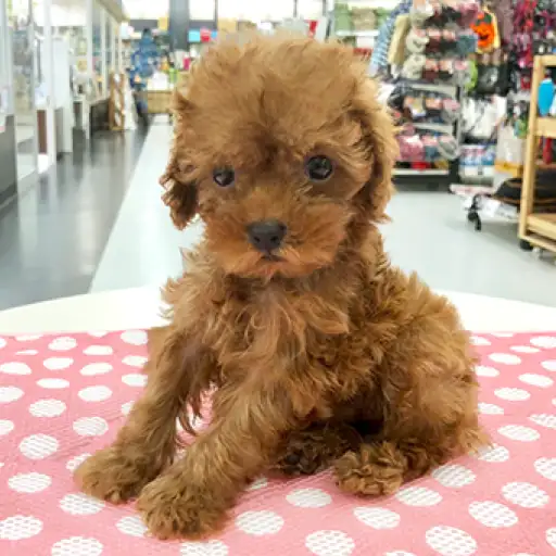 トイ・プードル