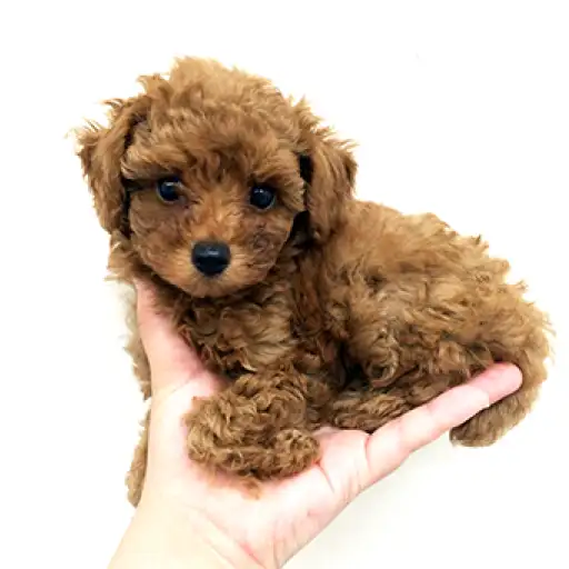 トイ・プードル