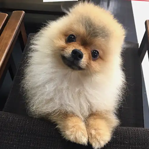 ポメラニアン